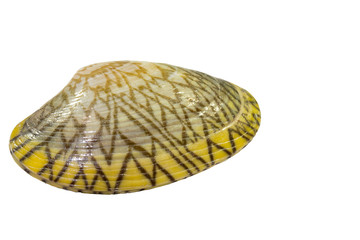 Venus shell  Isolate Image