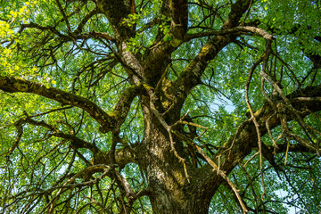 horse chestnut blossom, Slovenia, spring