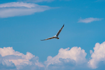 seagull