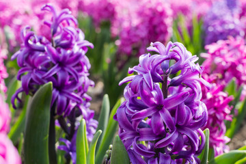 Fototapeta premium Pink and purple flowering hyacinth bulbs in the garden.