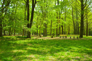 Fototapeta premium Park bench