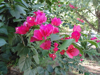 flowers in the garden