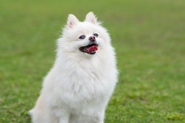 Cute white pomeranian dog at green lawn park