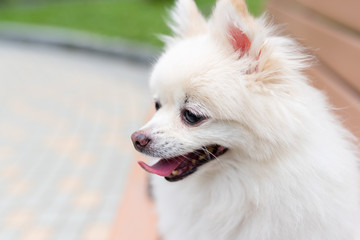 Pomeranian dog sit on park