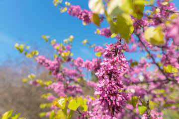 Blooming branch of cercis siliquastrum in garden