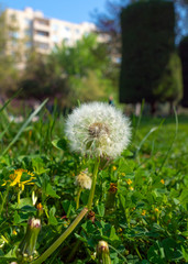 Dandelion flowers in a city park