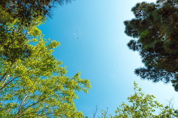 Green spring trees against the blue sky