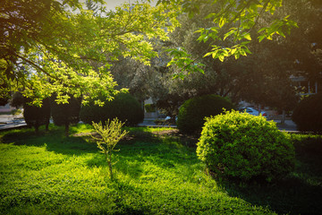 Green areas in the spring city park