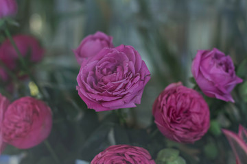 A bouquet of beautiful flowers