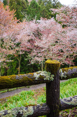 Yoshino Yama is a sacred site of 