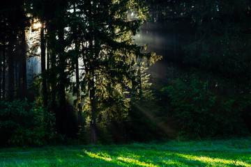 Black Forest in Germany. Morning sun shines through the golden foggy woods. Magical summer morning time. Romantic background. Sunrays before sunrise. Dreamy travel background.