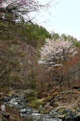渓流に咲く山桜