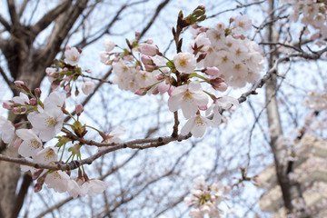 桜 5分咲き