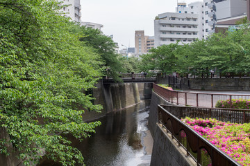 Fototapeta premium 目黒川 初夏のつつじ