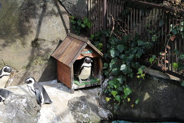 ペンギン