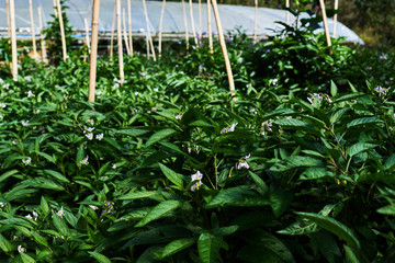 Eggplant growing in a greenhouse in Cameron Highlands, Malaysia.