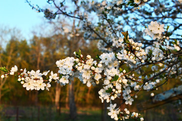 White cherries bloom on a tree in the garden, Belarus in spring