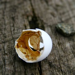 Egg