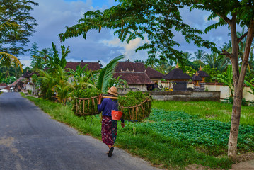 Rural road at balinese village. Farmer carries grass cuttings for the farm animals. After the rice...