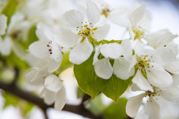 Naklejka na ściany i meble white spring flowers of apple tree blurred background