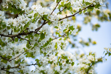 Spring White Flowers on an Apple Tree Blurred Background