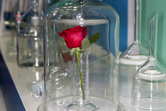 rose in a glass flask in a science lab