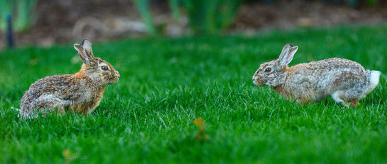 Rabbit: Ready to Fighting