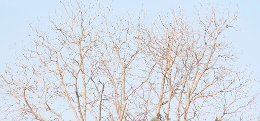 Fototapeta na wymiar natural background of dry tree, brown brance of dry tree