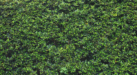 natural background of green leave