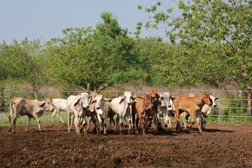 Obraz premium Group of red crow