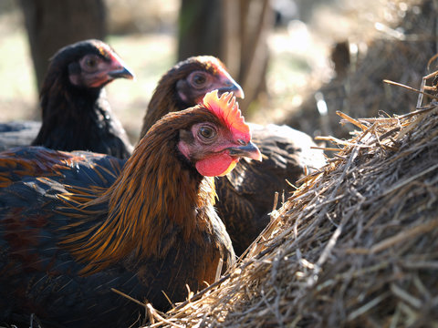 Beautiful chicken breed Maran. The portrait of a bird