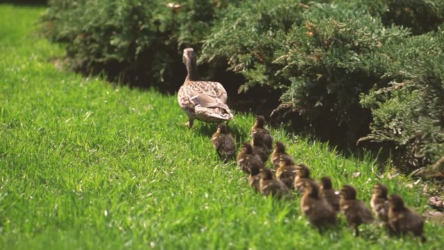 Family of ducks walking on the green grass in the park on a sunny day. Slow motion. Close-up. Flock of birds in nature. Camera follows ducklings