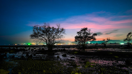 Sunset at the Seaside with a Tree Silhouette on a Colorful Sky.