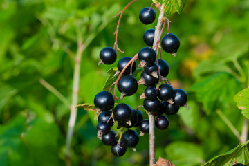Ripe black berry currant grows on the branches of a Bush with green leaves, summer landscape