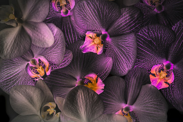 the background from pink orchid © Vera Kuttelvaserova