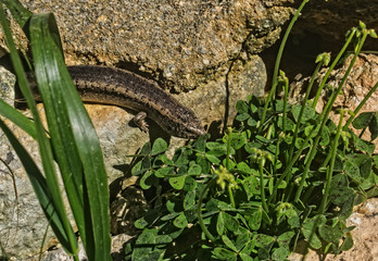 The Malta Lizard