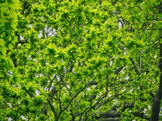 Oak Tree in Spring 