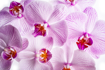 the background from pink orchid