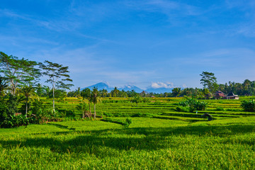 Obraz premium Spectacular view of organic rice fields on terraces of Bali, Indonesia. The volcano Agung on the background. Jatiluwih rice terraces located in the middle of Bali. The concept of ecological tourism