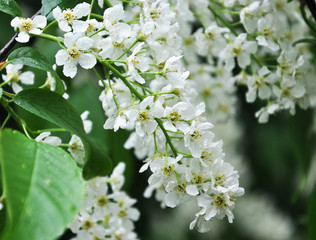 branches of birdcherry