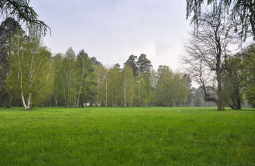 grass field and trees