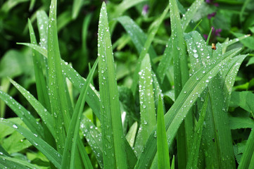 grass with dew