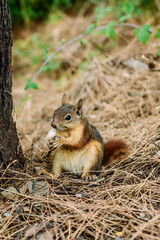 Squirrel Nut nibbles