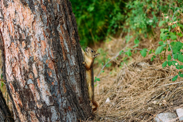 little squirrel climbs a tree