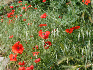 Papaver rhoeas - Coquelicots rouges dans un champs