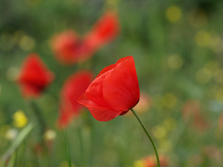 Fototapeta premium Coquelicot rouge 'Papaver rhoeas'
