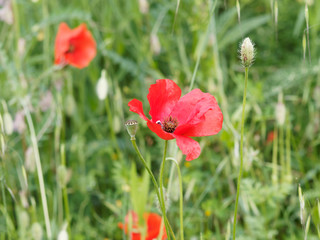 Obraz premium Papaver rhoeas - Floraison rouge de coquelicots