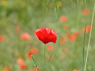 Obraz premium Fleur épanouie de coquelicot rouge dans un champ 'Papaver rhoeas'