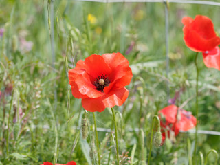 Obraz premium Fleur épanouie de coquelicot rouge dans un champ 'Papaver rhoeas'