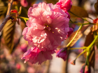 Close-up of cherry blossom in the garden. A beautiful branch of pink sakura flowers blooms in spring in the garden - Kiev, Ukraine, Europe.